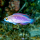 Vibranium Fairy Wrasse